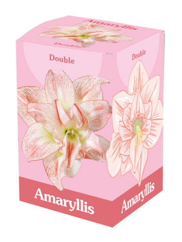 X 1 AMARYLLIS DUBBEL ROZE/WIT 28/30