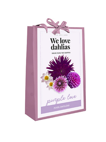 X 1 TAS 4 DAHLIA 'WE LOVE DAHLIAS' PURPLE LOVE I