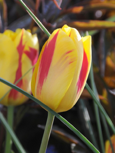 X 100 TULIPA WASHINGTON 11/12