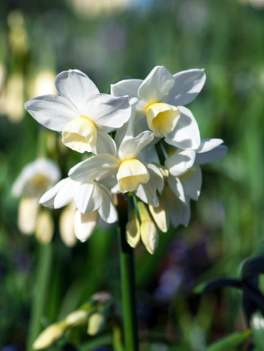 X 100 NARCISSUS SILVER CHIMES 15/17