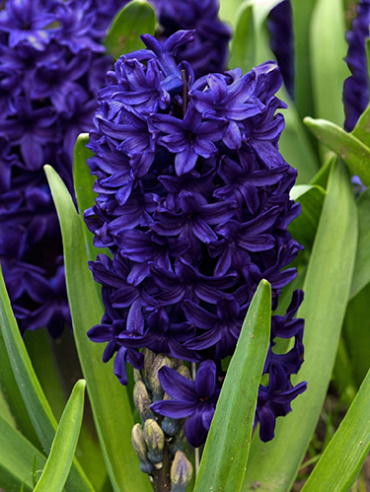 X   50 HYACINTHUS BLUE TROPHY 15/16