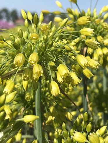 X 100 ALLIUM YELLOW FANTASY 6/+