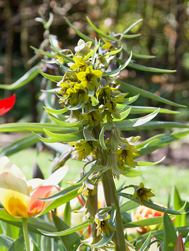 X   10 FRITILLARIA GREEN EYES 20/24