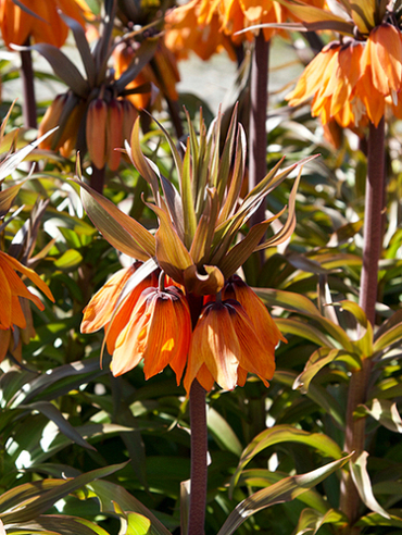 X   10 FRITILLARIA IMP. SUNSET 20/24