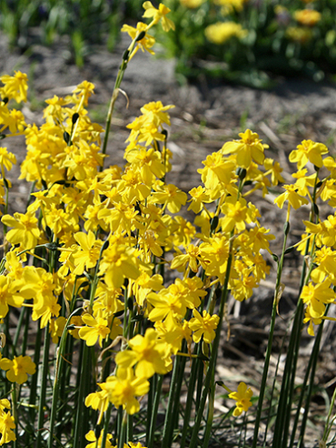 X 100 NARCISSUS CORDUBENSIS 6/+