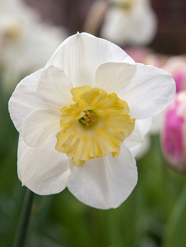 X 100 NARCISSUS PAPILLON BLANC 12/14