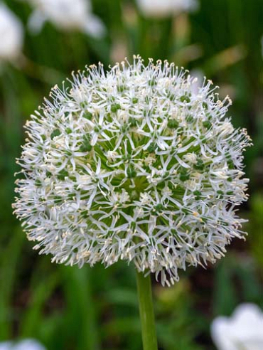 X   25 ALLIUM WHITE GIANT 20/+