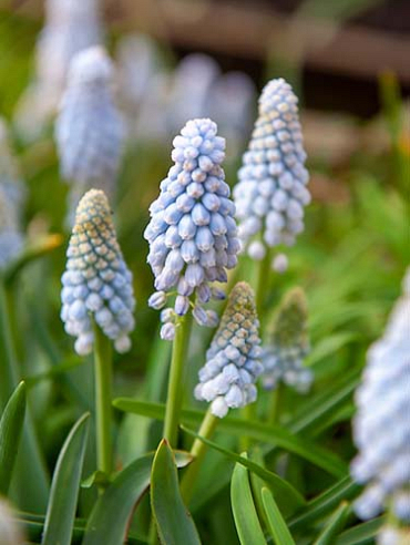 X 100 MUSCARI BABYS BREATH 8/+
