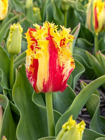 X 100 TULIPA PHANTOM 12/+