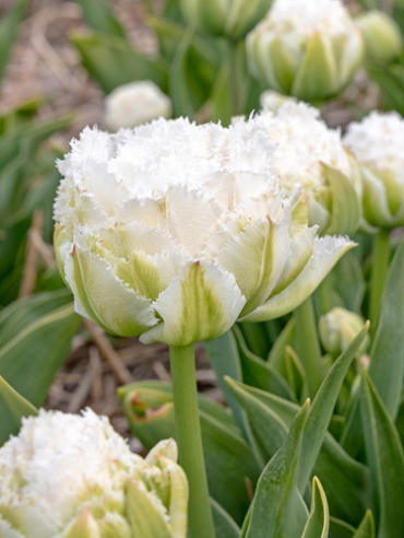 X 100 TULIPA SNOW CRYSTAL 11/12