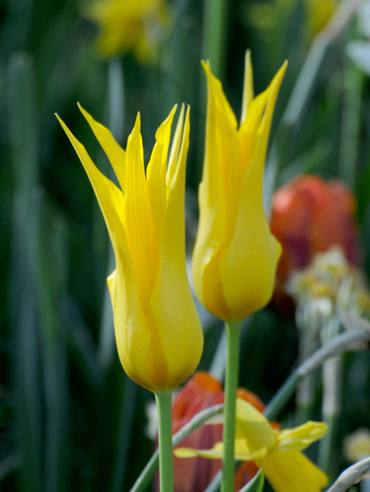 X 100 TULIPA FLASHBACK 11/12