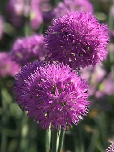 X 100 ALLIUM ROSY DREAM 6/+