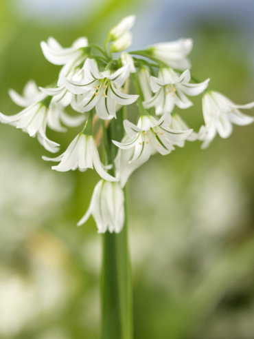 X 100 ALLIUM TRIQUETRUM 5/+