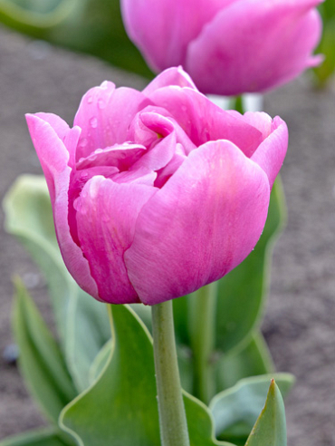 X 100 TULIPA TABLEDANCE 11/12