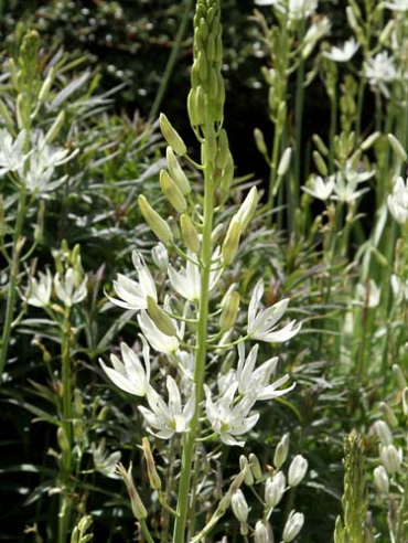 X 100 CAMASSIA LEICHTLINII ALBA 14/+