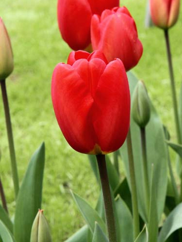 X 100 TULIPA OXFORD 12/+