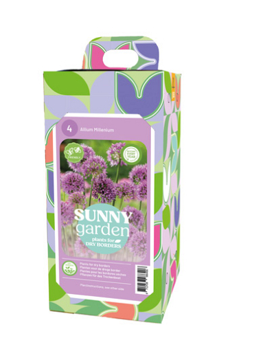 X 1 BOX SUNNY GARDEN 4 ALLIUM MILLENIUM I