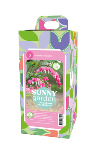 X 1 BOX SUNNY GARDEN 3 DICENTRA PINK 2/3