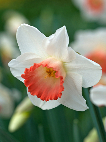 X 100 NARCISSUS PINK CHARM 12/14
