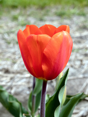 X 100 TULIPA CADANS 11/12