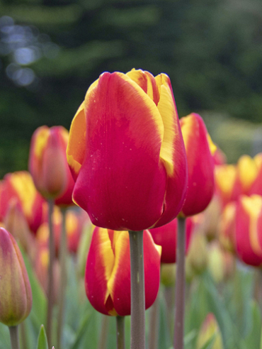 X 100 TULIPA DENMARK 12/+