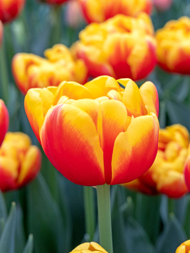 X 100 TULIPA SHELL 11/12