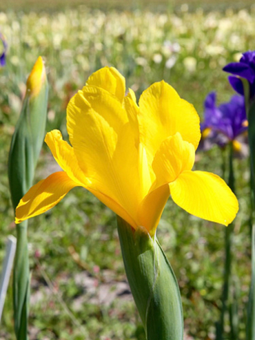 X 100 IRIS HOLLANDICA GOLDEN HARVEST 7/8