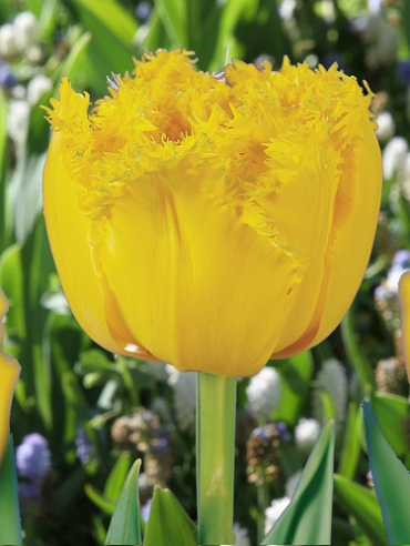 X 100 TULIPA MON AMOUR 11/12