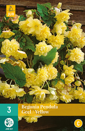 X 3 BEGONIA PENDULA GEEL 4/5
