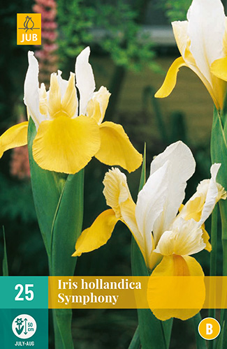 X 25 IRIS HOLLANDICA SYMPHONY 7/8