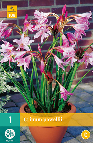X   1 CRINUM POWELLII 20/24