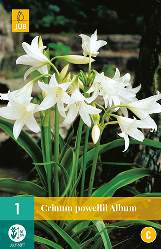 X   1 CRINUM POWELLII ALBUM 20/24