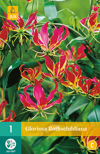 X   1 GLORIOSA ROTHSCHILDIANA 15/20