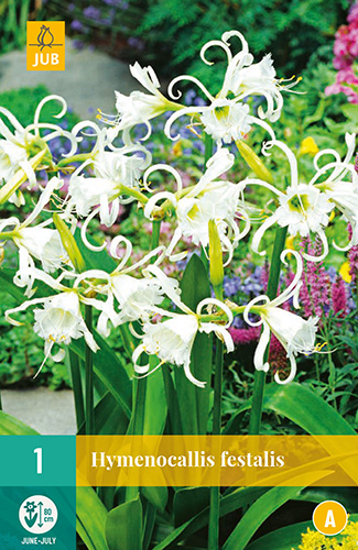 X   1 HYMENOCALLIS FESTALIS 16/18