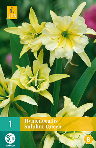 X   1 HYMENOCALLIS SULPHUR QUEEN 14/16