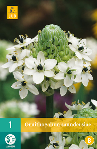 X   1 ORNITHOGALUM SAUNDERSIAE 18/+