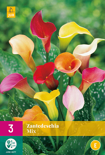 X 3 ZANTEDESCHIA MIX 14/16