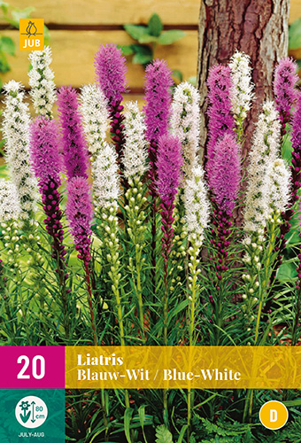 X 20 LIATRIS BLAUW - WIT 10/12