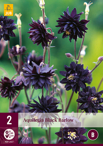 X 2 AQUILEGIA BLACK BARLOW I