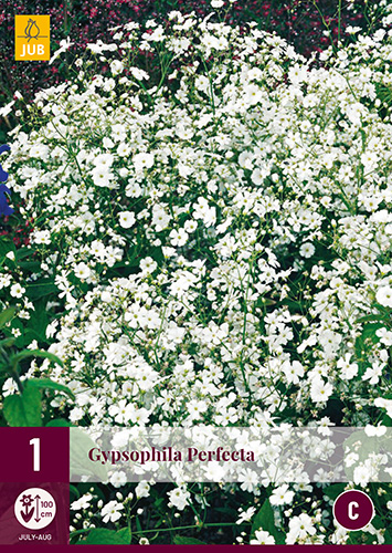 X 1 GYPSOPHILA PERFECTA I