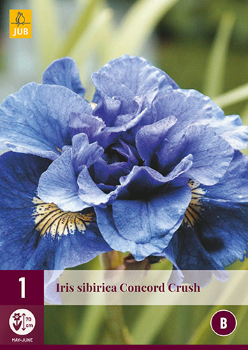 X 1 IRIS SIBIRICA CONCORD CRUSH I