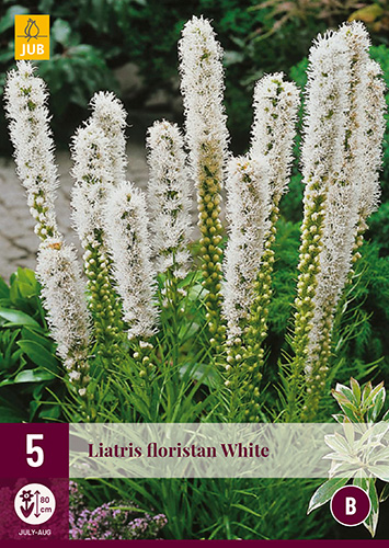 X 5 LIATRIS FLORISTAN WHITE 12/14