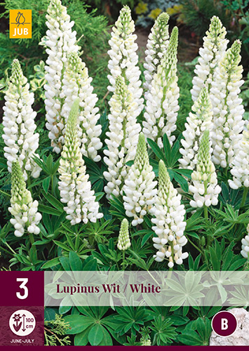 X 3 LUPINUS WIT I