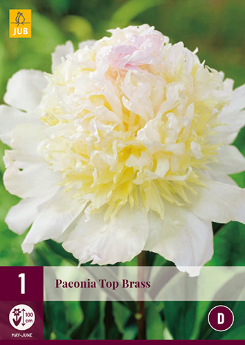 X 1 PAEONIA TOP BRASS 2/3