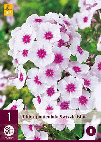 X 1 PHLOX PANICULATA SWIZZLE BLUE I