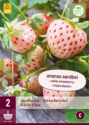 X 2 FRAGARIA / AARDBEIEN WHITE PINE  I