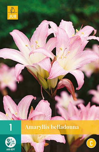X   1 AMARYLLIS BELLADONNA 20/+