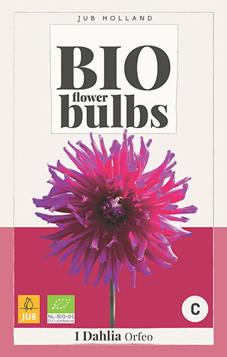 X 1 BIO DAHLIA ORFEO I