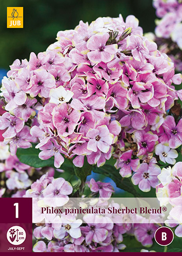 X 1 PHLOX PANICULATA SHERBET BLEND® I