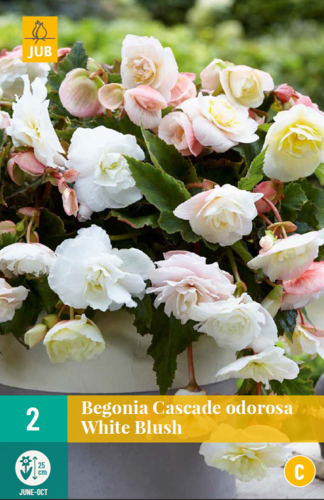 X 2 BEGONIA CASCADE ODOROSA WHITE BLUSH 5/6